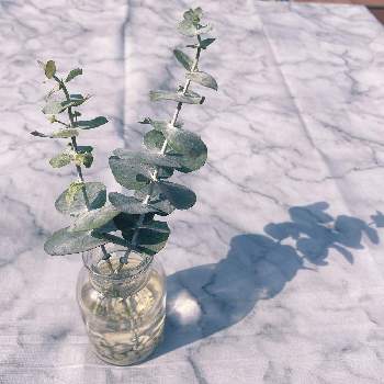 ユーカリ 銀世界 プルベルレンタの投稿画像一覧 Greensnap グリーンスナップ