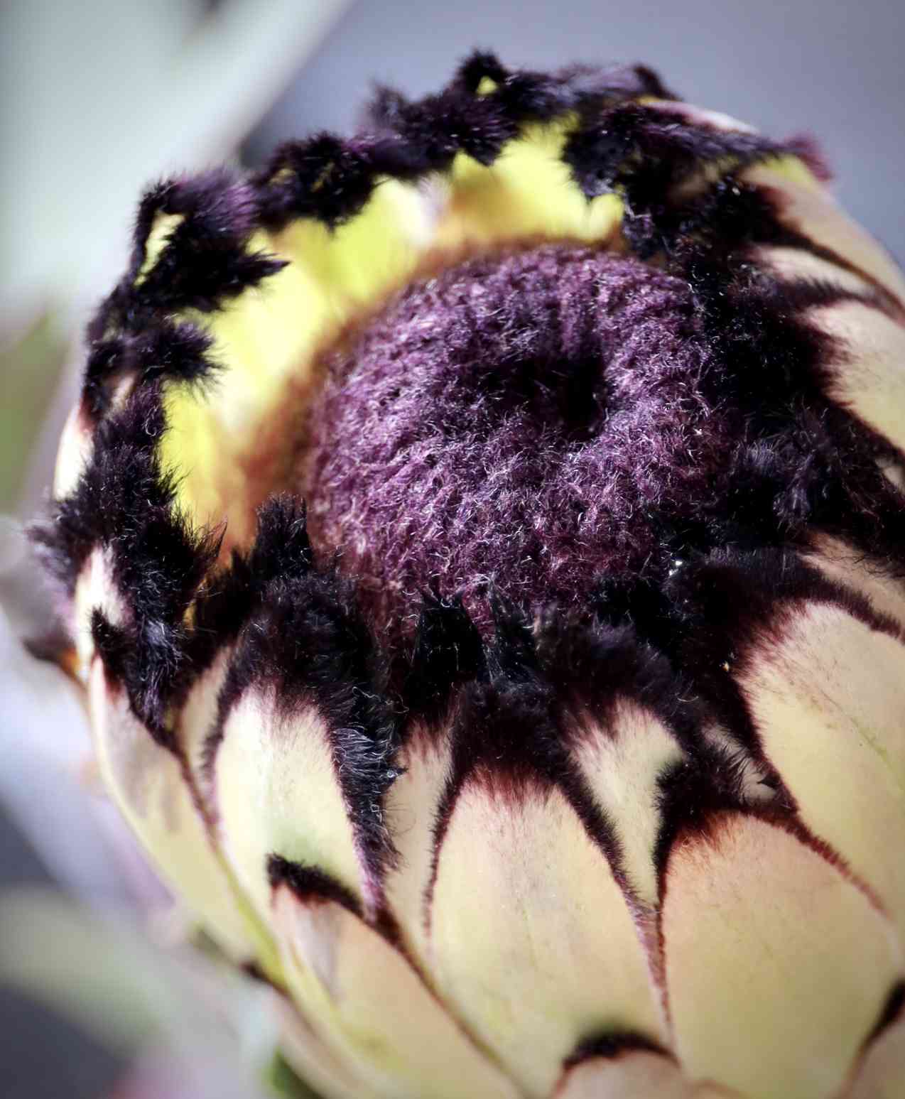 プロテア ニオベの一覧｜🍀GreenSnap（グリーンスナップ）