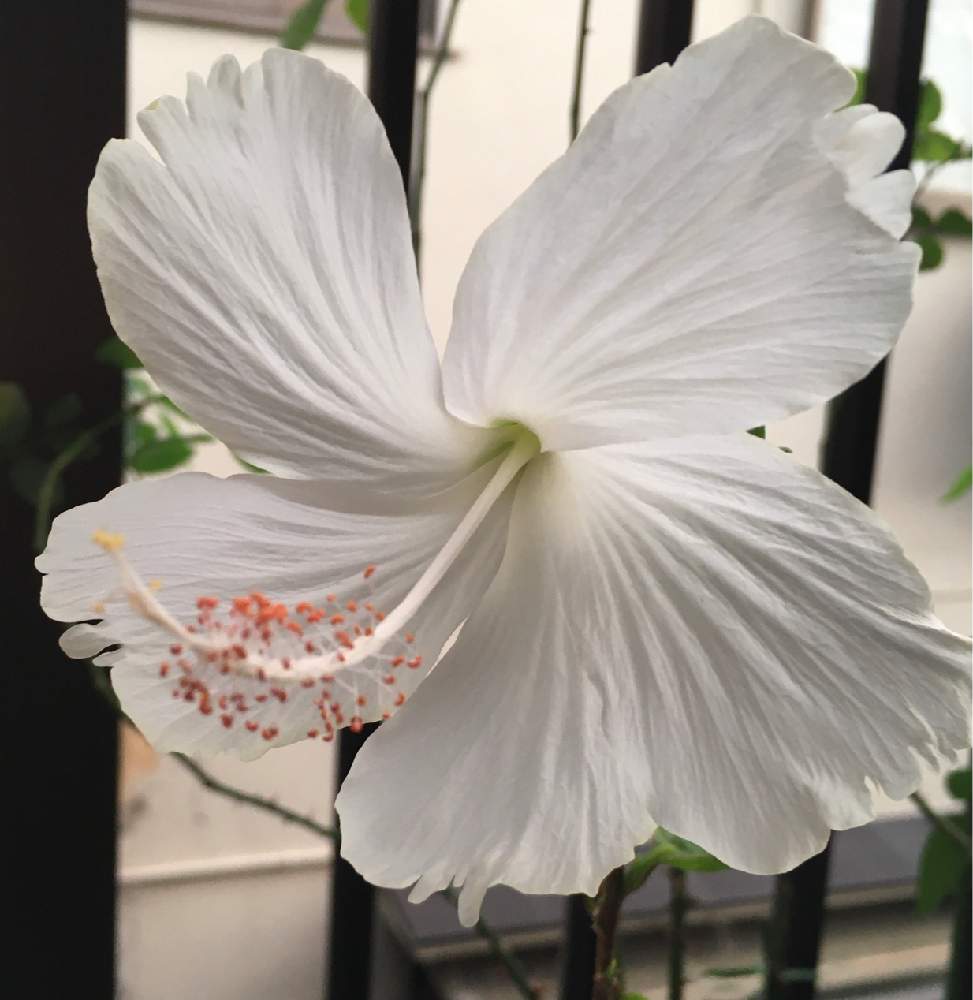 ハイビスカス ホワイトバタフライの投稿画像 By Mikiとららさん 綺麗 とお花満開 と季節を楽しむとうれしい とありがとう と可愛い と元気もらえると素敵な色合いと綺麗な色 と花のある暮らしと 白い花 月8月25日 Greensnap グリーンスナップ