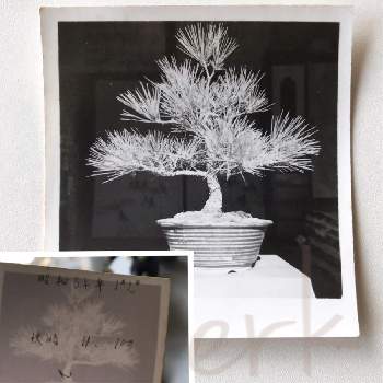 松の盆栽の画像 by erkさん | 和室とまつと盆栽と写真と松の盆栽