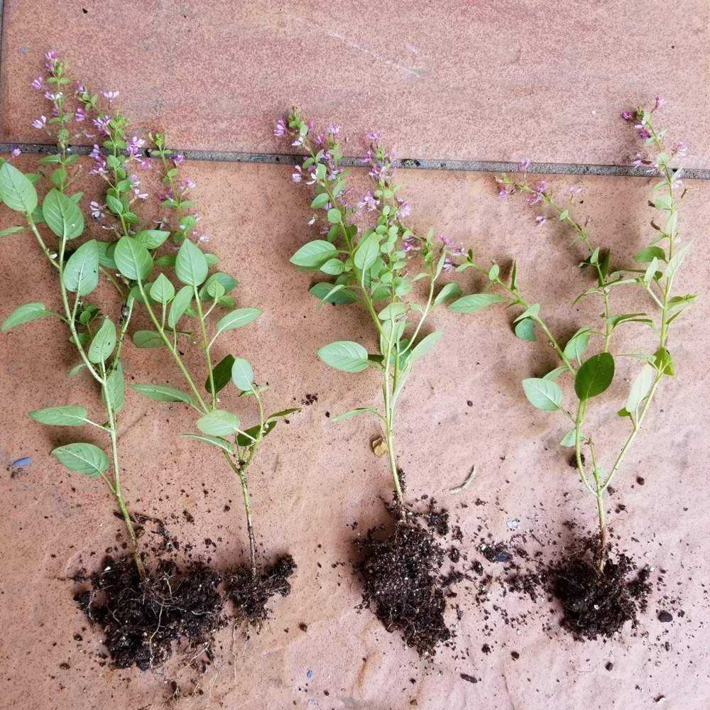 🌱挿し芽&挿し木🌱でふやそう🙋｜🍀GreenSnap（グリーンスナップ）