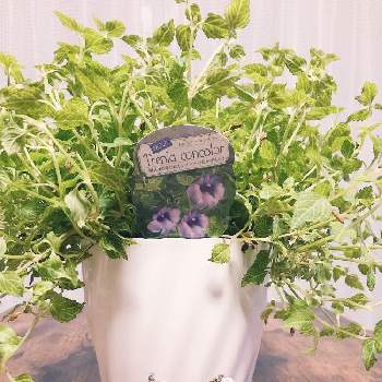 トレニアコンカラーの投稿画像一覧 Greensnap グリーンスナップ