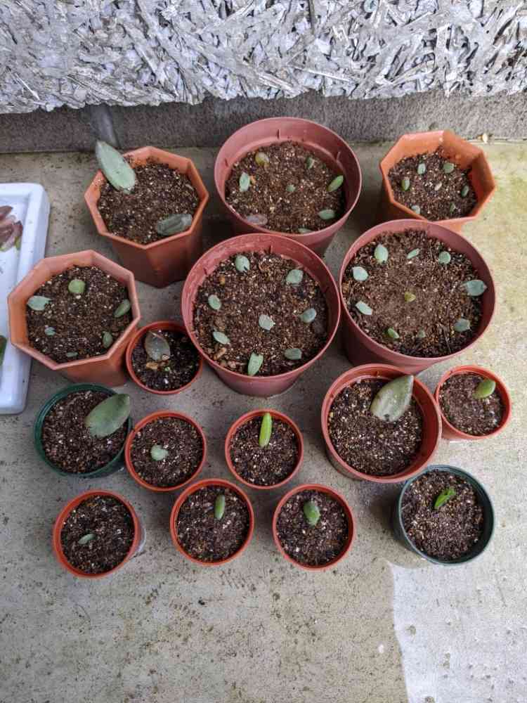 葉挿しちゃんたち【9月7日更新】｜🍀GreenSnap（グリーンスナップ）