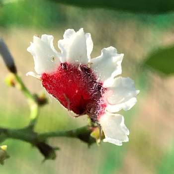 有川浩 植物図鑑 の植物たちの投稿画像一覧 Greensnap グリーンスナップ