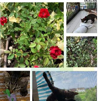 赤いミニ薔薇の画像 by ちなママさん | バルコニー/ベランダとブーゲンビリアとペチュニアと赤いミニ薔薇と陸♂と玄関前にとねこネコ猫♡とおうち園芸と花のある暮らしと我が家の愛猫