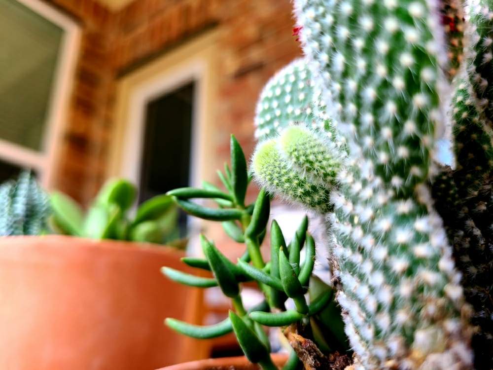 多肉の投稿画像 By Kazさん 多肉植物 寄せ植えと天使の羽サボテンとうさぎの耳サボテンと白桃扇と多肉植物と観葉植物とサボテン とおうちde菜園とお気に入り とマイガーデンとインテリアと植物とおうち園芸と雑貨とガーデニングと花のある暮らしと緑のある暮らし