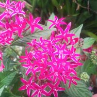 ペンタスの画像