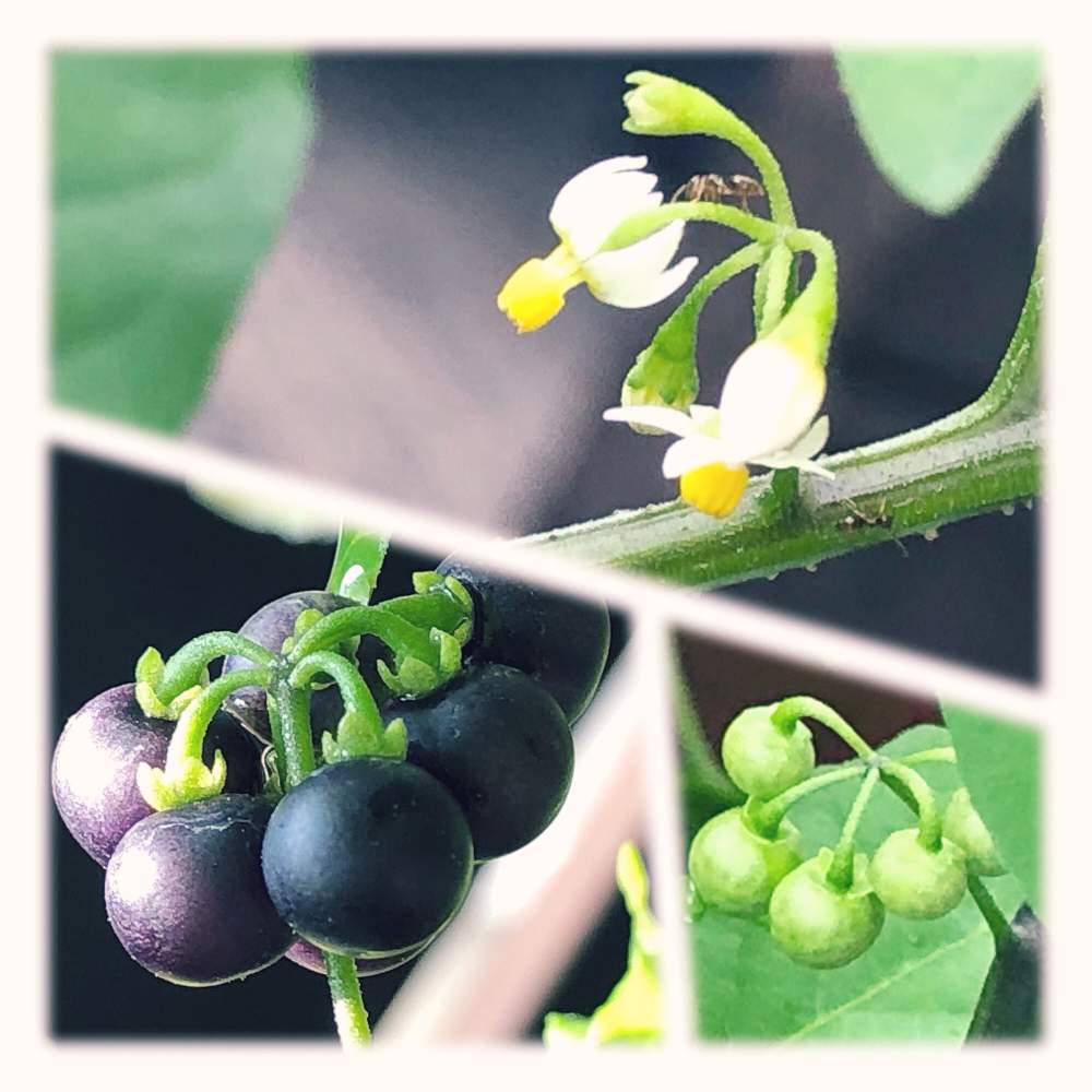 イヌホオズキの投稿画像 By Chunchun さん バカナスとおうち園芸とおうちで楽しむ夏の草花フォトコンとバルコニー ベランダとおうち園芸とおうちで楽しむ夏の草花フォトコン 月8月26日 Greensnap グリーンスナップ Greensnap グリーンスナップ