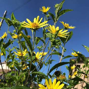 姫ひまわりの投稿画像一覧 Greensnap グリーンスナップ