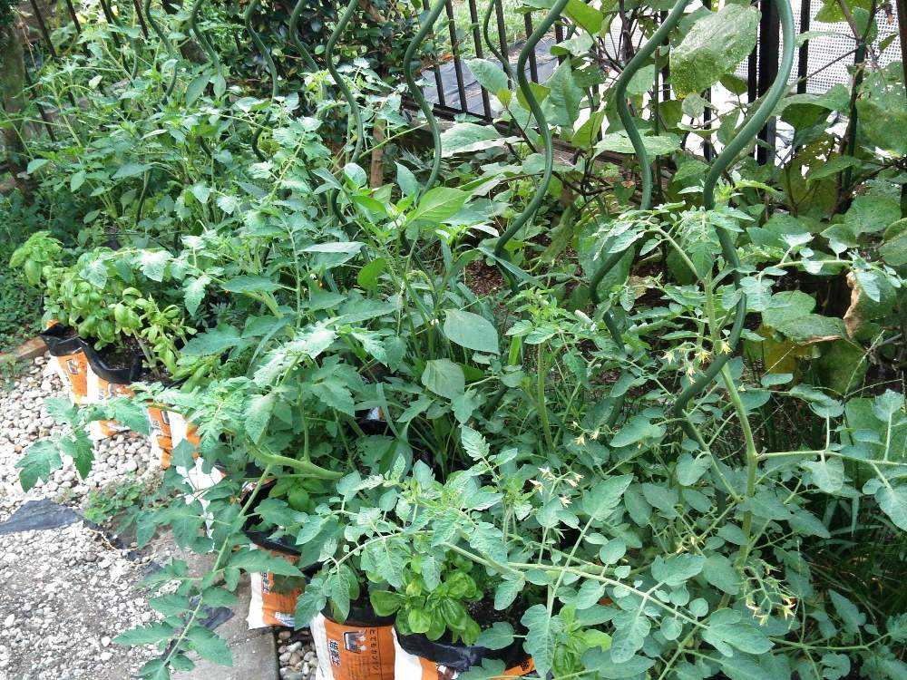 スーパーのミニトマトの種からの栽培記録 ８ 9月3日 木 追記 Greensnap グリーンスナップ