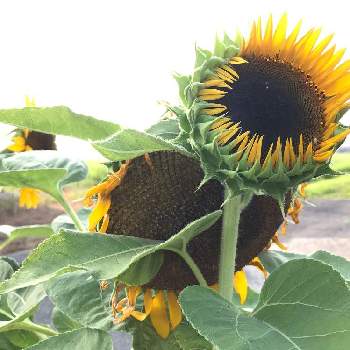 空と太陽とひまわりの投稿画像一覧 Greensnap グリーンスナップ