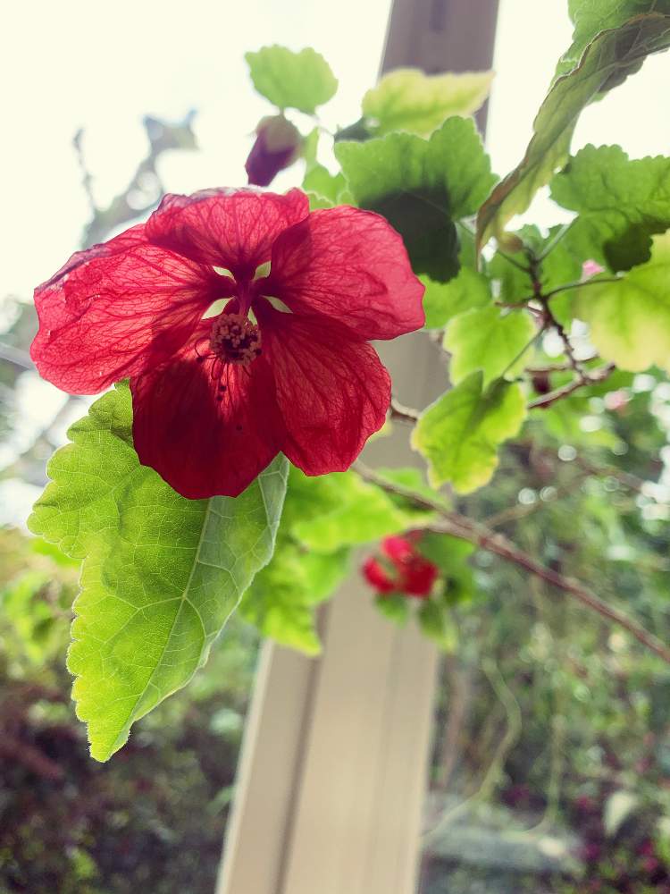 笹場っ子さんの投稿画像 月8月26日 Greensnap グリーンスナップ