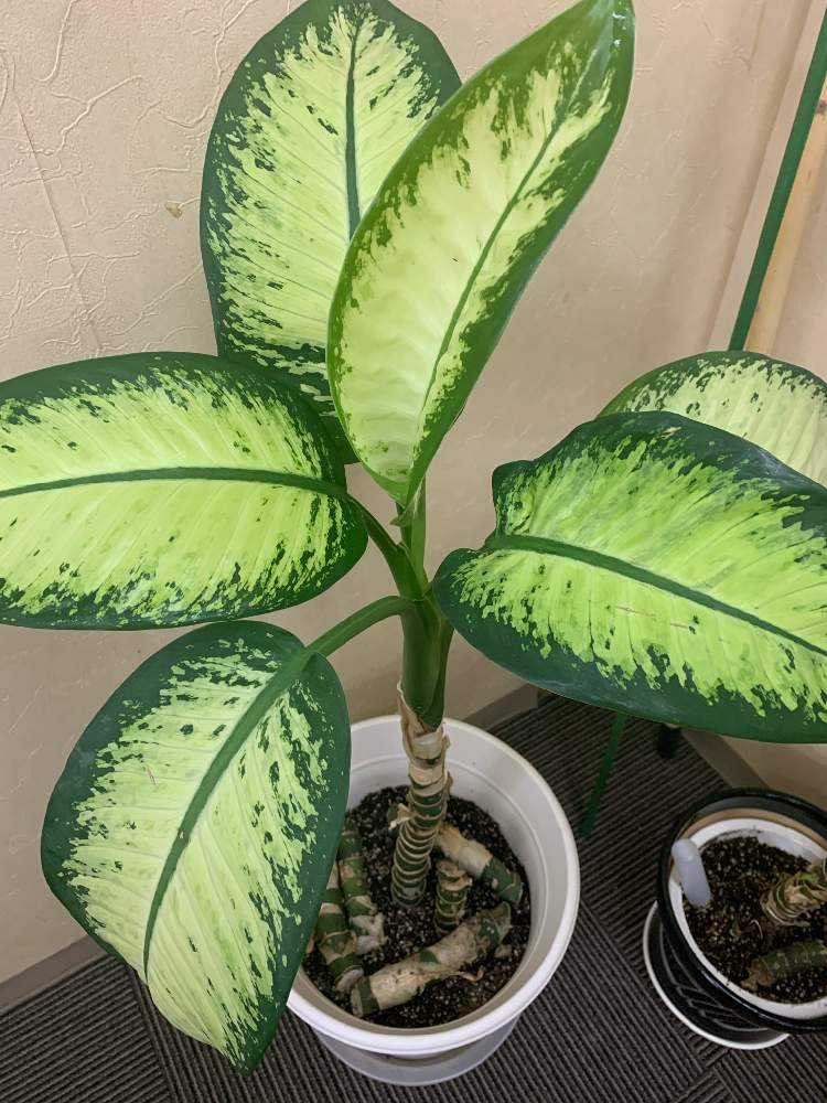 ディフェンバキア Greensnap グリーンスナップ