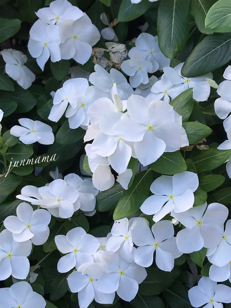 ニチニチソウの投稿画像 By Junmamaさん 白い花と夏の花と買い物帰りと駅前の花壇 月8月26日 Greensnap グリーンスナップ