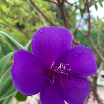 シコンノボタン(紫紺野牡丹)の画像 by のりりんさん | お出かけ先とシコンノボタンとシコンノボタン(紫紺野牡丹)と紫色の花と美しいと花のある暮らしとうっとりと幸せな時間
