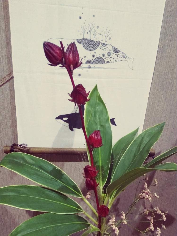 ベニアオイの投稿画像 By まろみさん 花のある暮らしと花のある暮らし 月8月26日 Greensnap グリーンスナップ Greensnap グリーンスナップ