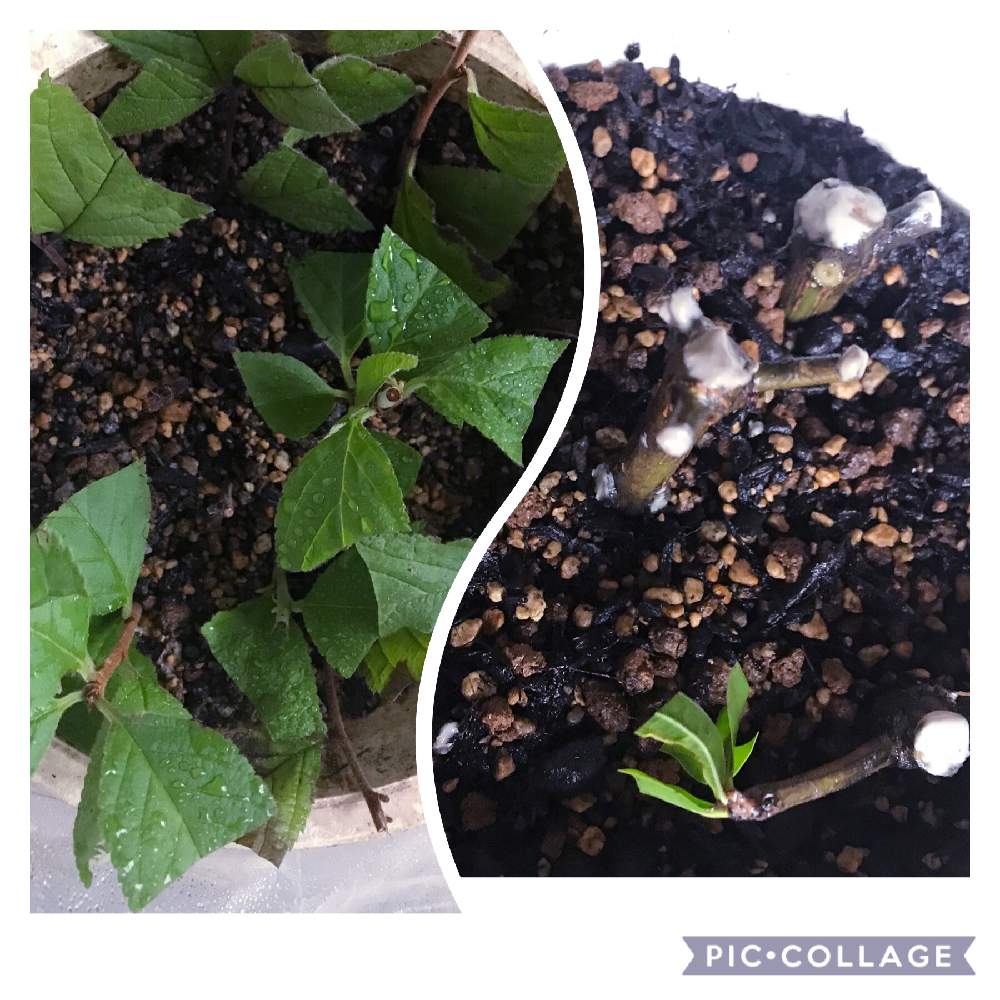 ザクロの投稿画像 By 工房 Godさん ユスラウメと盆栽とミニ盆栽と挿し木 月8月26日 Greensnap グリーンスナップ