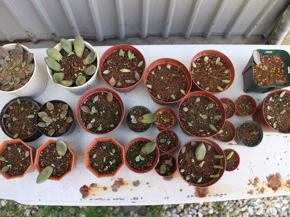 専用‼︎多肉植物^o^ 希少❣️葉挿し赤ちゃん紅月錦 専用‼︎多肉植物^o^ 葉挿し赤ちゃんフレーベル錦 とってもレア