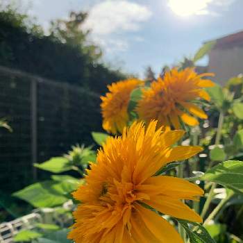 サンキングの投稿画像一覧 Greensnap グリーンスナップ