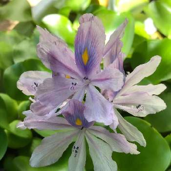 ミズアオイ科の投稿画像一覧 Greensnap グリーンスナップ