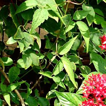 ペンタス赤の画像 by あさがおさん | 真っ赤な花と水やり大変と夏の花たちとペンタス赤と８月の庭と私の庭の花たちと꒰ღ˘◡˘ற꒱かわゅ~