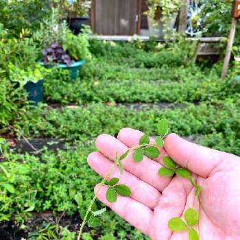 北庭の投稿画像一覧 Greensnap グリーンスナップ