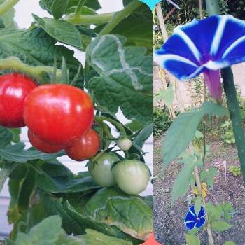 ミニトマトの実の画像 by Hirochan＊  flowersさん | 小さな庭と花のあるくらしとミニトマトの実とおうち園芸と青い朝顔マニアと鉢植え✨と青・あお・ブルー