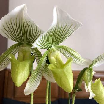 ヘンテコな花の投稿画像一覧 Greensnap グリーンスナップ