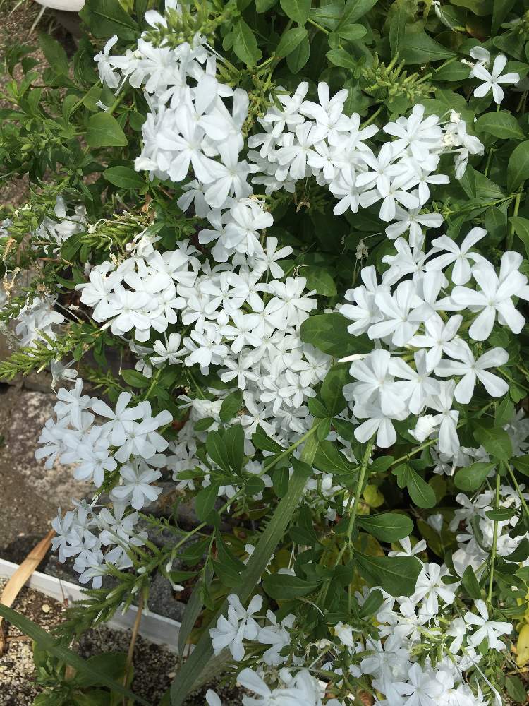 ルリマツリの投稿画像 By Manabeさん ルリマツリ プルンバゴ とお友達の庭とルリマツリ属と白い花とイソマツ科と清楚な白いお花と観賞用植物 月8月27日 Greensnap グリーンスナップ