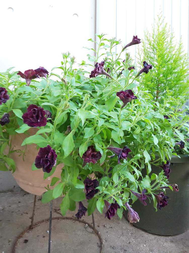 寄せ植え ３ オトナっぽレッド 終了 Greensnap グリーンスナップ