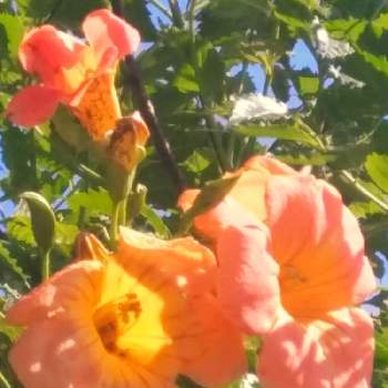 家の東側の画像 by かこちゃんさん | 小さな庭とノウゼンカズラと元気なお花と夏のお花とおうち園芸と家の東側と橙色のお花と毎年咲きます！と花のある暮らしと驚いてます