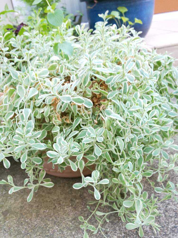 寄せ植え ３ オトナっぽレッド 終了 Greensnap グリーンスナップ