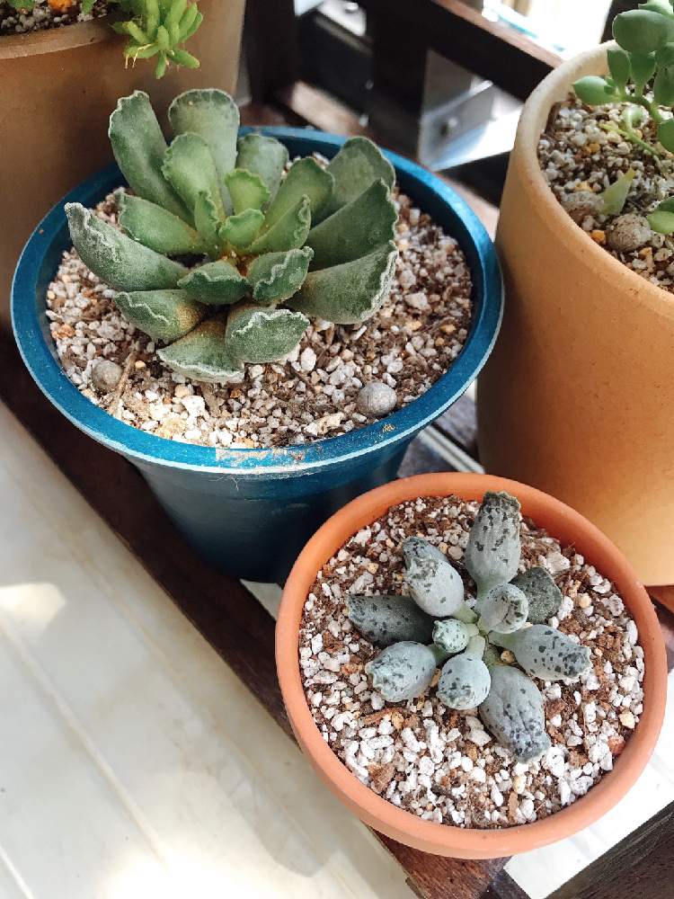 クーペリーの投稿画像 By ずきんさん 楊貴妃の扇と多肉植物とアドロミスクスとアドロミスクス 属 月8月27日 Greensnap グリーンスナップ