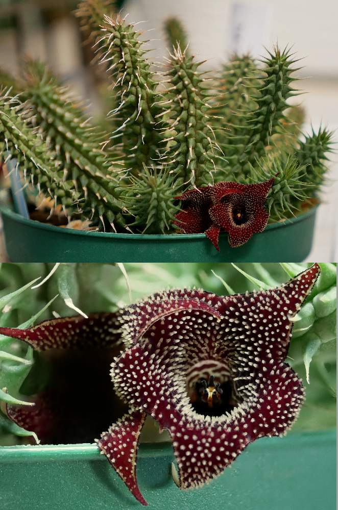 フェルニア修羅道の投稿画像 By ホイミさん 多肉植物とガガイモ科フェルニア属とガガイモ科とフェルニア属と多肉大好きと魅惑のガガイモと多肉女子とガガイモ の花とフェルニア属修羅道とガガイモ花咲きと咲いた 月8月27日 Greensnap グリーンスナップ