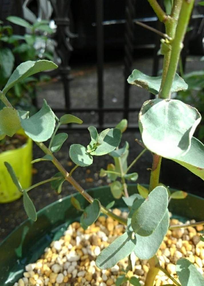 ユーカリ シルバードロップの投稿画像 By リリーさん ユーカリの木とユーカリ 月8月27日 Greensnap グリーンスナップ