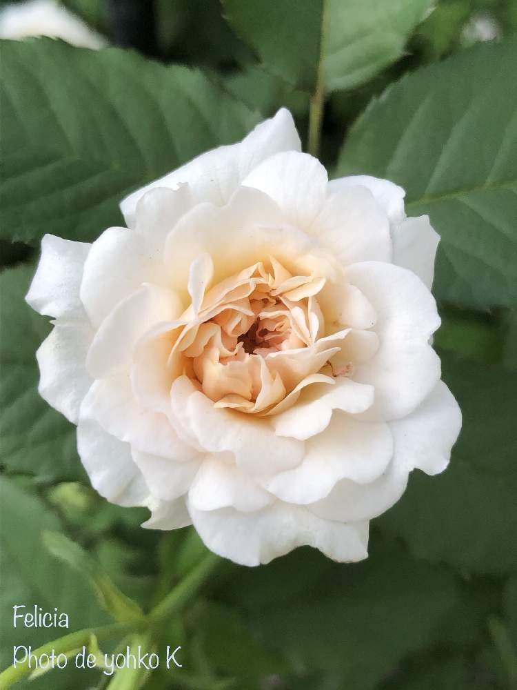 フェリシアの投稿画像 By Yoyoさん 薔薇フェリシアとよせ植えとばら バラ 薔薇とおうち園芸 月8月27日 Greensnap グリーンスナップ