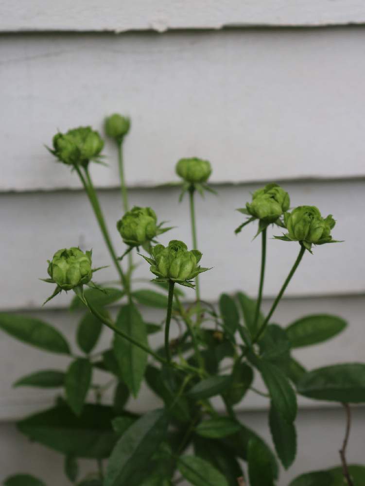 スプレーバラ エクレールの投稿画像 By Eikoの庭さん みどりのある暮らしとばら バラ 薔薇と手作りの庭とナチュラルガーデンとおうち園芸とポタジェとガーデニングと花のある暮らしとお庭と小さな花 月8月27日 Greensnap グリーンスナップ