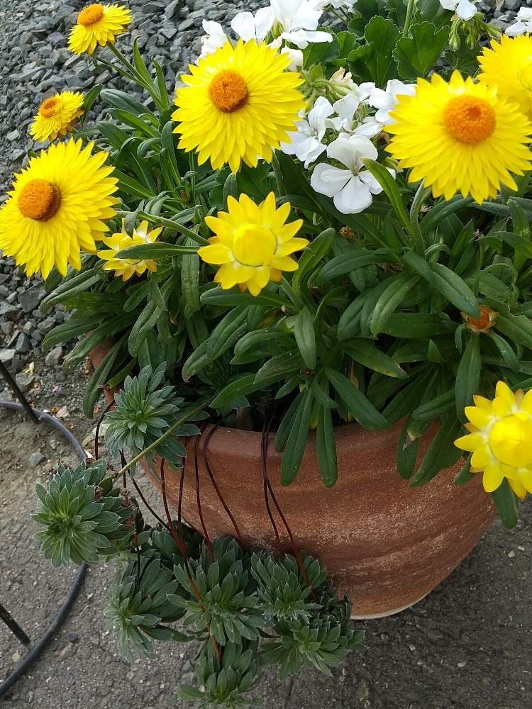 コロロ レモンの投稿画像 By まりっぺさん 月8月27日 Greensnap グリーンスナップ