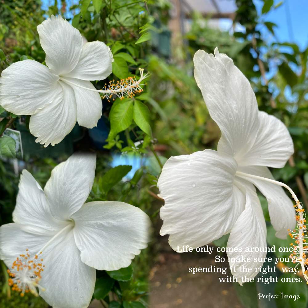 ハイビスカス ホワイトバタフライの投稿画像 By しぶちゃんさん 小さな庭とネコ好きとおうちで楽しむ夏の草花フォトコンと ハイビスカス と花のある暮らしと今日のハイビスカスとネコ好きとおうちで楽しむ夏の草花フォトコンと ハイビスカスと花のある暮らしと今日の