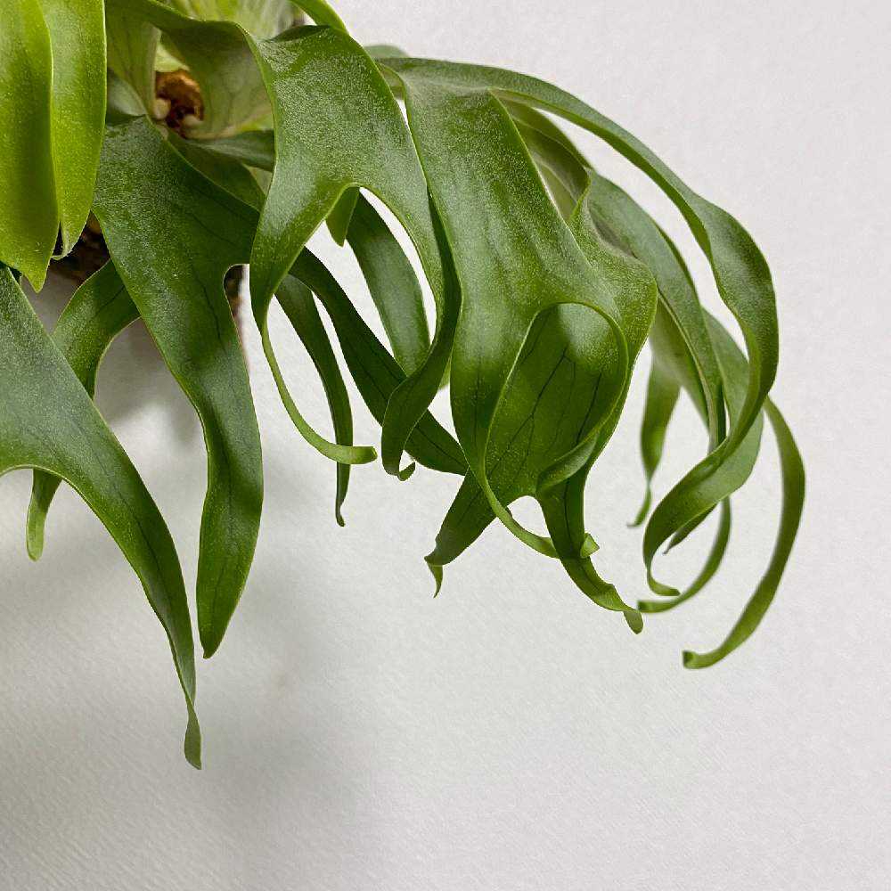 P. coronarium 'Philippines' 成長記録 2022.12.17｜🍀GreenSnap