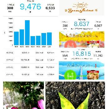 今日の散歩の画像 by 世津ちゃんさん | 散歩と今日の散歩と平均値とカロリー消費数