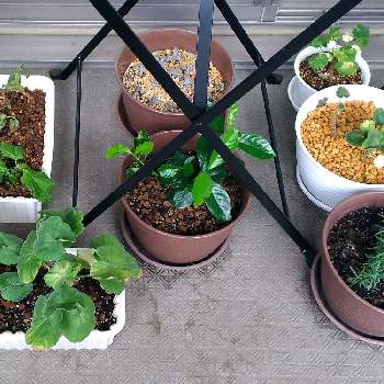 朧月の葉挿し丼の投稿画像一覧 Greensnap グリーンスナップ