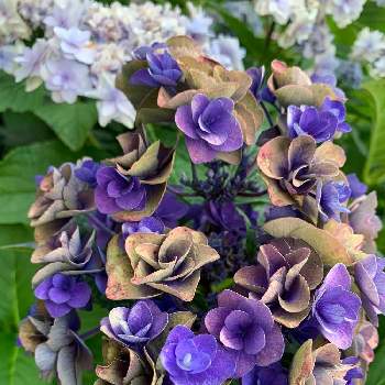 素敵な色❤️の画像 by きなこさん | 小さな庭とこれは正解？と素敵な色❤️とおうち園芸と植物を楽しむと紫陽花が好きとシックな色