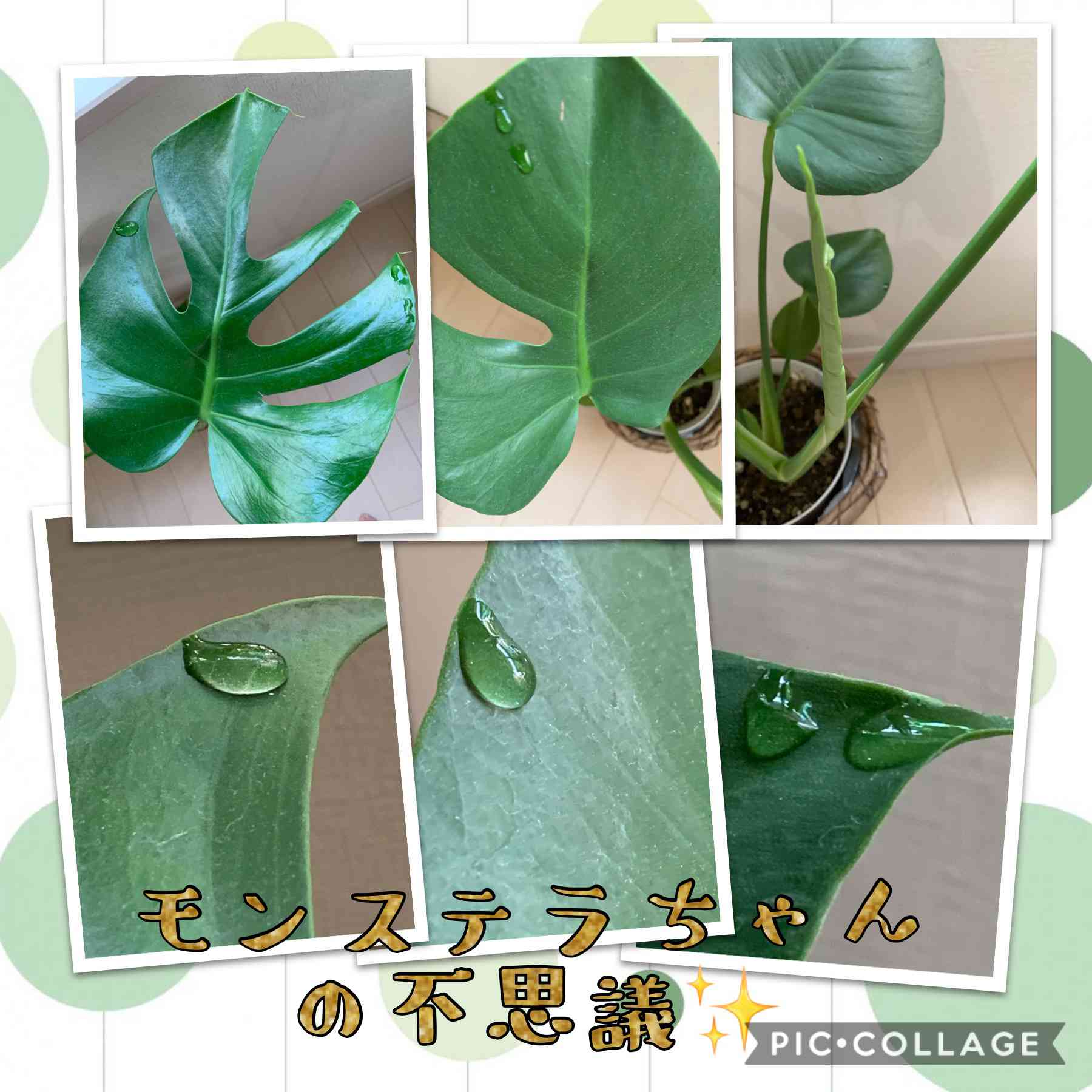 新葉が綺麗なインテリアグリーン (❁ᴗ͈ˬᴗ͈)モンステラ 新葉が綺麗な