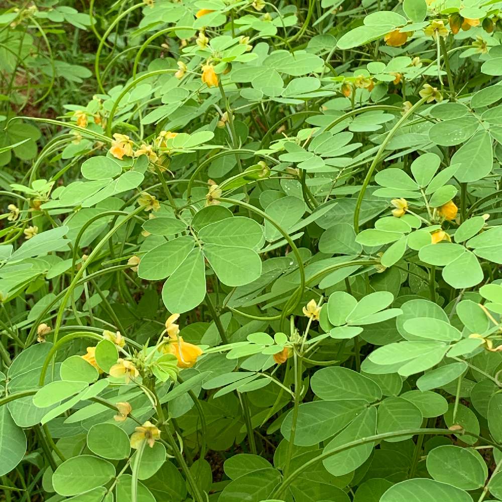 エビスグサの投稿画像 By Haruさん イエローと森野旧薬草園とお出かけ先とイエローと森野旧薬草園 月8月27日 Greensnap グリーンスナップ Greensnap グリーンスナップ