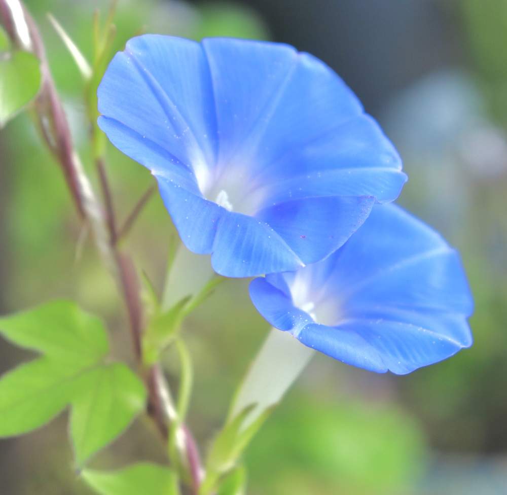 水色の投稿画像 By Yamatotoさん 朝顔 と夏の花と爽やかブルーと可愛いと花のある暮らしとチーム福岡 月8月28日 Greensnap グリーンスナップ