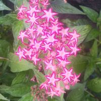 ペンタスの画像