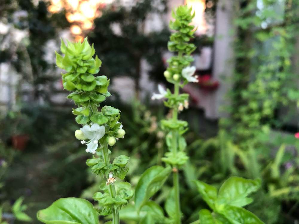 バジルの投稿画像 By Heathさん シソ科とおうち園芸とハーブと成長記録と白い花と良い香りとプランター植え 月8月28日 Greensnap グリーンスナップ