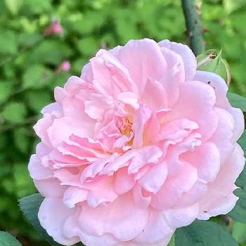 マサコ エグランタインの投稿画像一覧 Greensnap グリーンスナップ