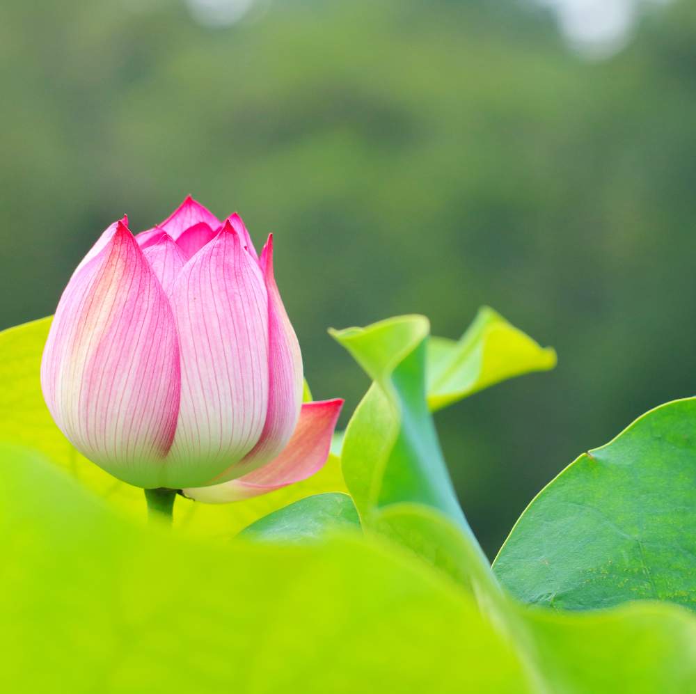 花のある空間の投稿画像 By おはぎさん 癒しとおさんぽと 蓮の花と癒され風景と神代植物公園と花のある暮らしとかわいいな とやっぱり花が好き 月8月28日 Greensnap グリーンスナップ